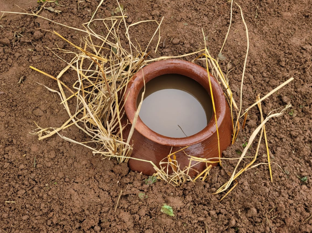 Earthen pot irrigation set into the soil of a field
