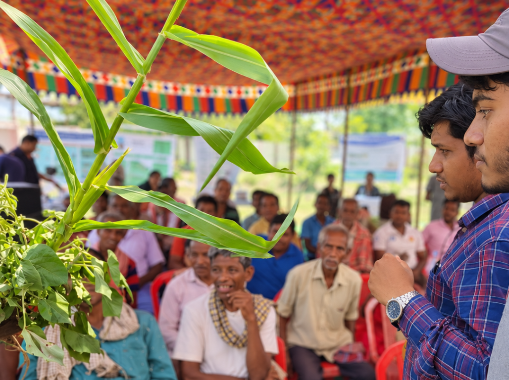 A maize plant held up during a field demonstration in front of seated farmers