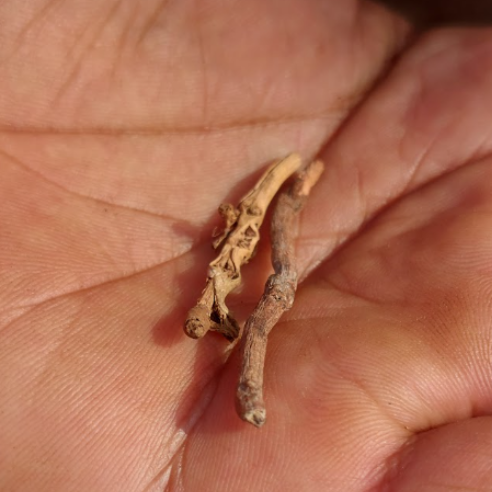 A medicinal root held in the palm of a hand