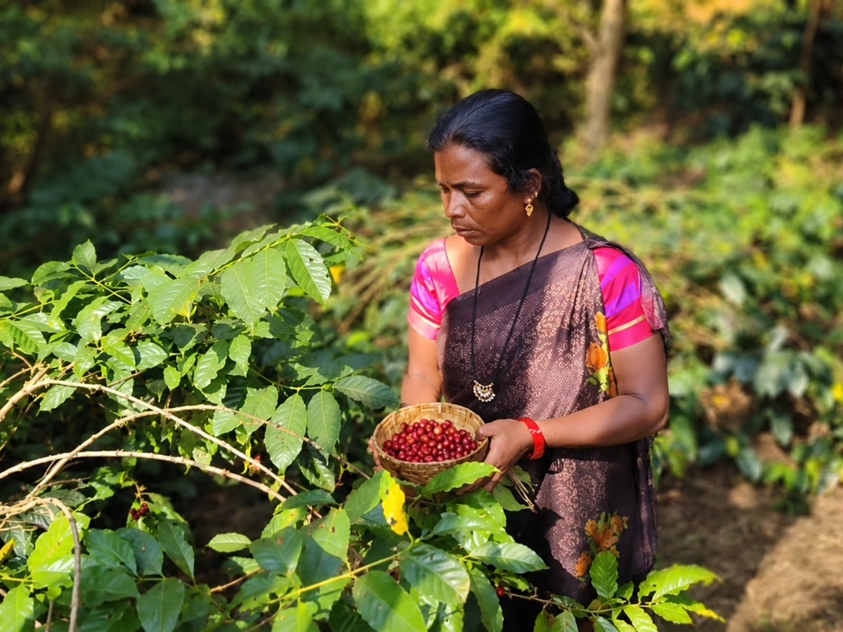 A coffee grower in the Araku valley holding a basket of freshly picked red coffee cherries