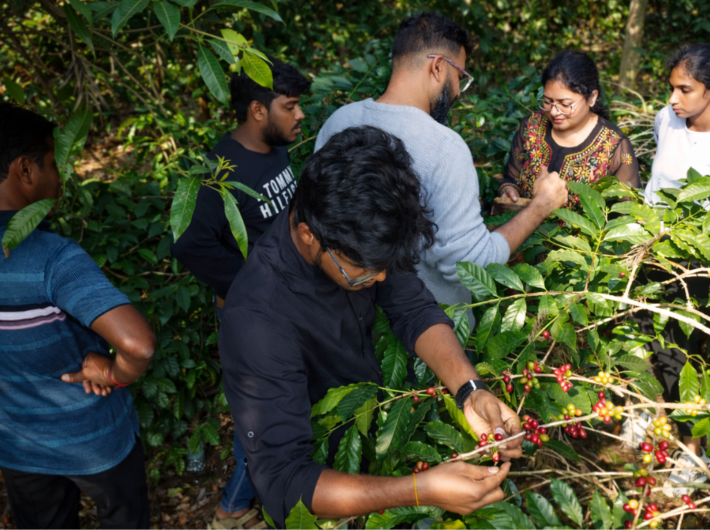 Students picking coffee cherries with a facilitator in a plantation