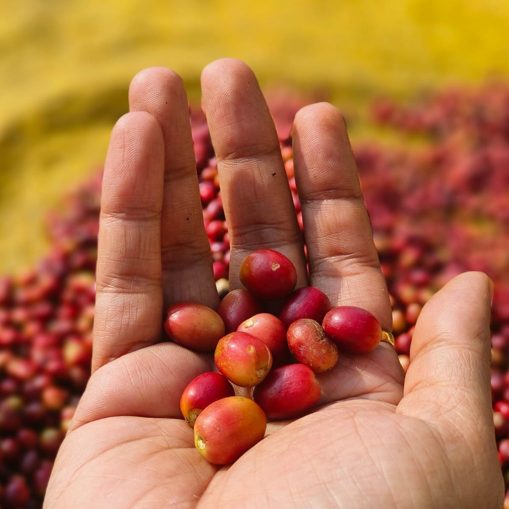 A hand holding sorted ripe coffee cherries above a drying bed