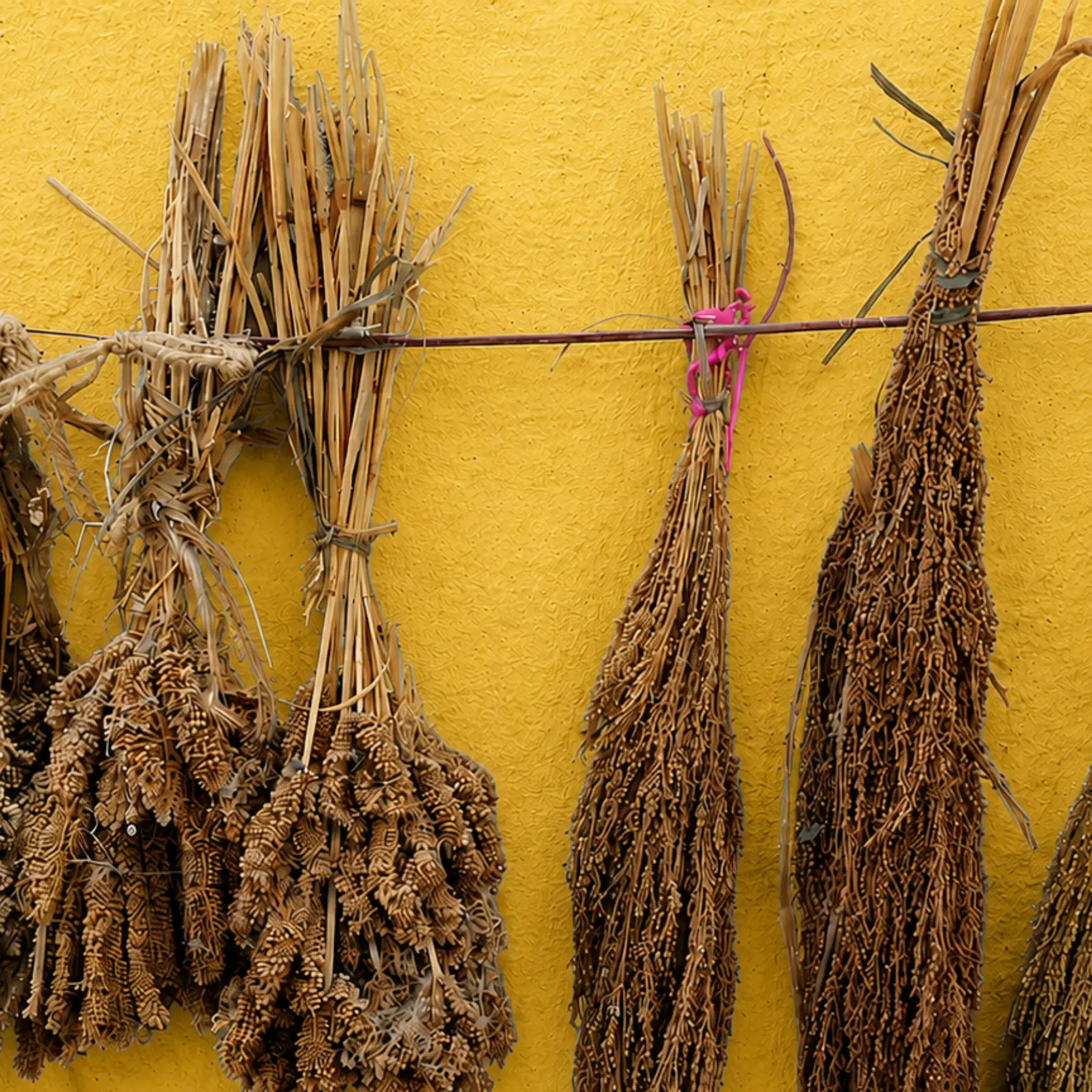 Bundles of millet panicles drying on a wire against a yellow wall