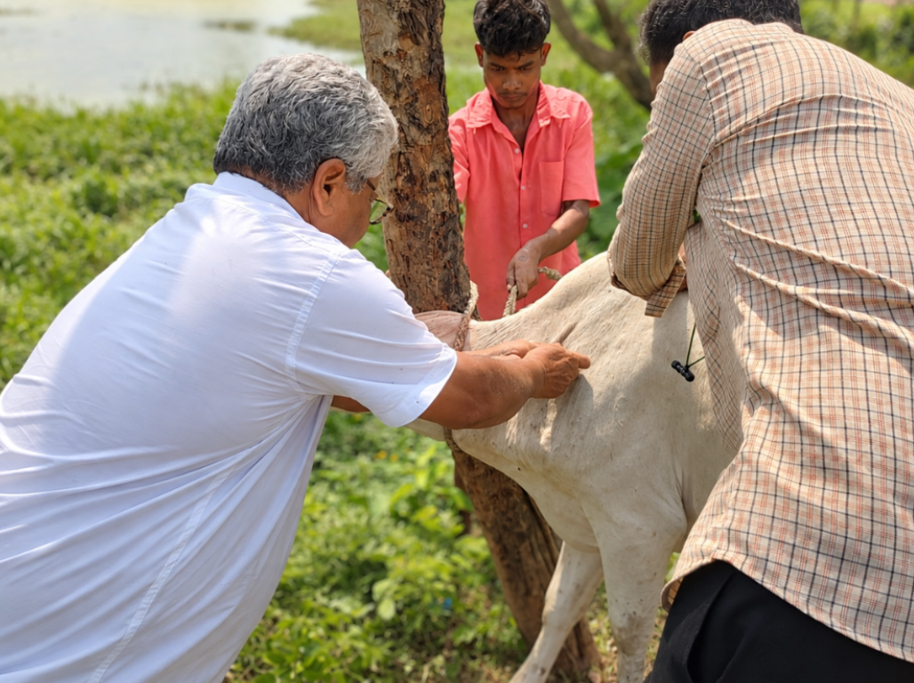 A veterinarian treating a cow with help from two men at a livestock development camp
